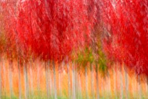 Website_Tree Nursery in Fall.jpg